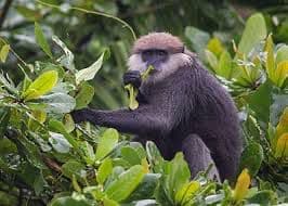 Conservation activity