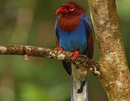 Endangered species protection