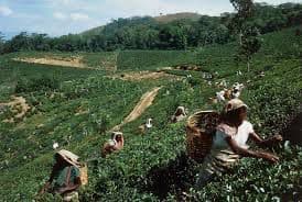 Plantation community living conditions